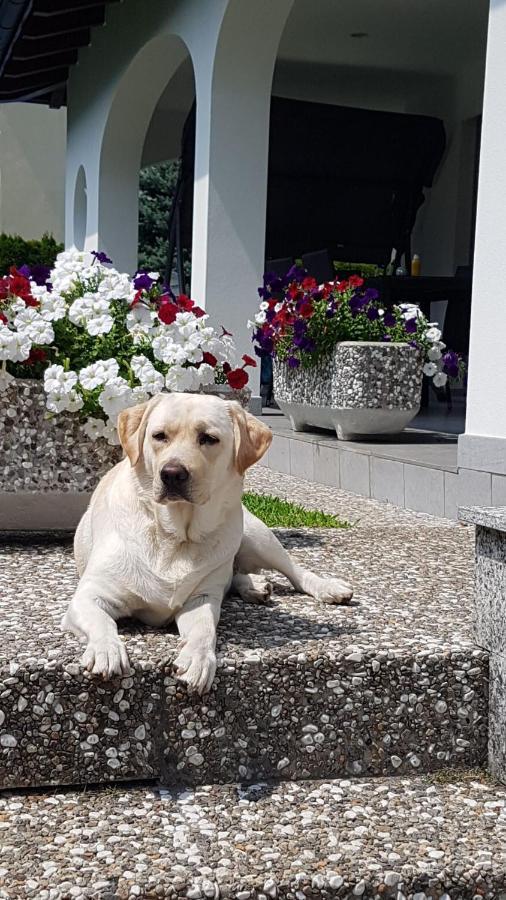 Casa Manuela Tra Bellinzona Locarno E Lugano Daire Cadenazzo Dış mekan fotoğraf